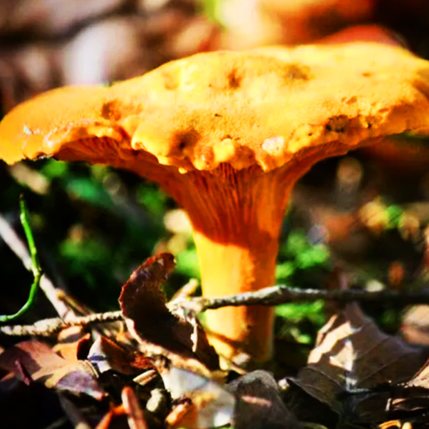 Cueillette aux champignons et aux myrtilles